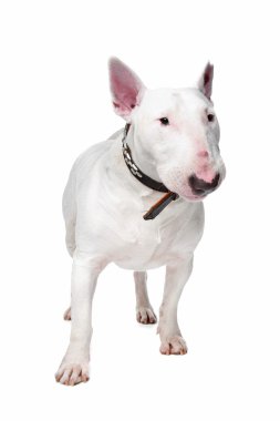 boğa korkunç köpek