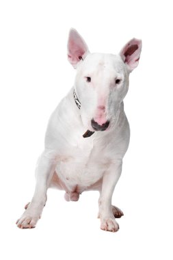 boğa korkunç köpek