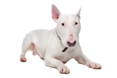 boğa korkunç köpek