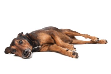 karışık cins köpek