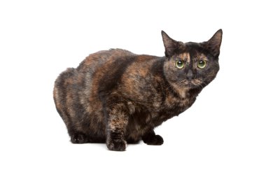 Avrupa kısa tüylü kedi