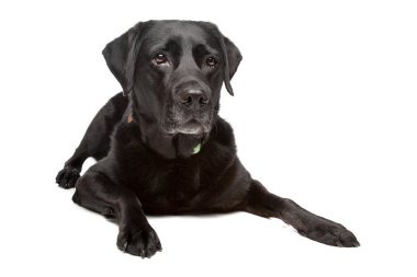 Labrador geri almak