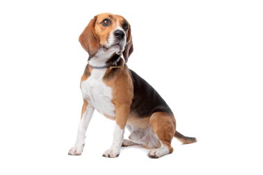 şirin beagle köpek