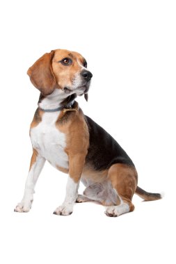 şirin beagle köpek