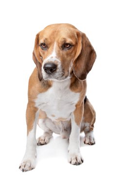 şirin beagle köpek