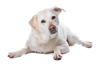 Labrador retriever köpek