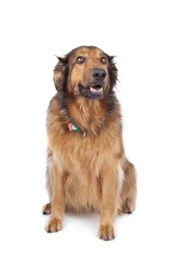 sevimli köpek Studio poz