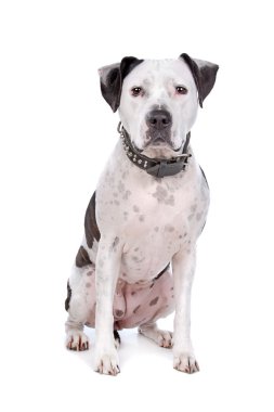 Amerikan bulldog
