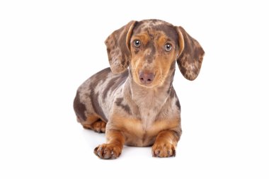 Dachshund