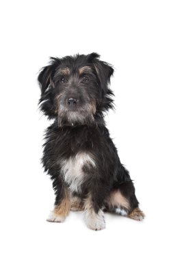 siyah karışık cins köpek