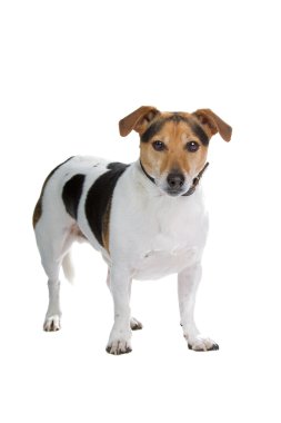 yaşlı jack russel terrier