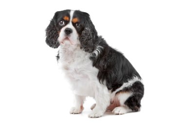 şirin cavalier king charles spaniel köpek