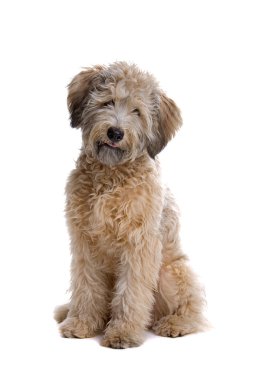 karışık cins köpek