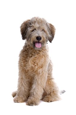 karışık cins köpek