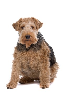 Airedale terrier köpek