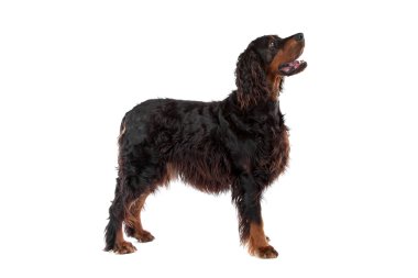 İrlandalı köpek.