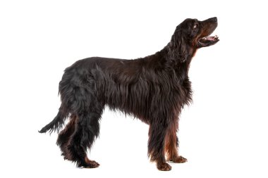 İrlandalı köpek.