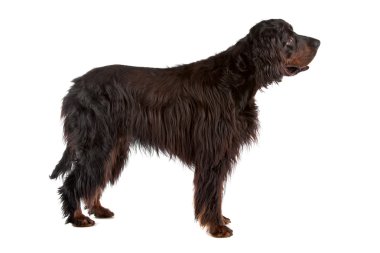 İrlandalı köpek.