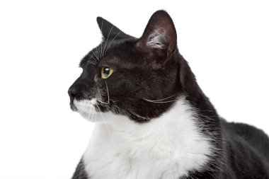 siyah ve beyaz kısa saçlı kedi