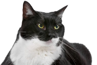 siyah ve beyaz kısa saçlı kedi