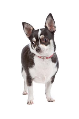 kısa saçlı tricolor chihuahua