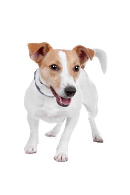 Jack Russel Terrier köpeği.