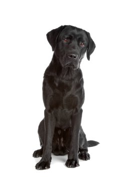 Siyah labrador av köpeği.