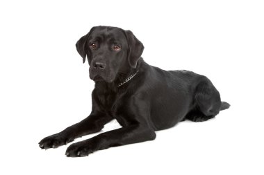 Siyah labrador av köpeği.