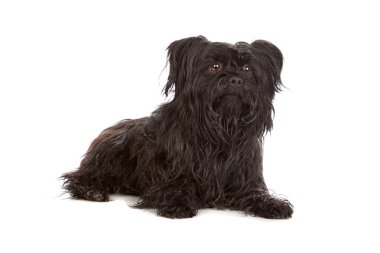 siyah karışık cins köpek