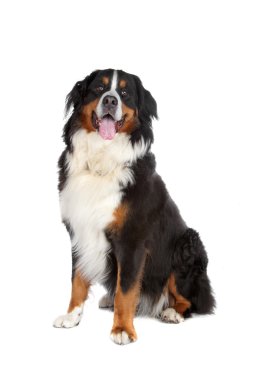 Bernese dağ köpeği