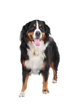 Bernese dağ köpeği