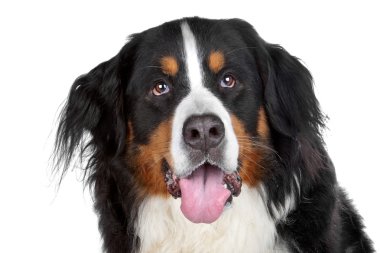 Bernese dağ köpeği