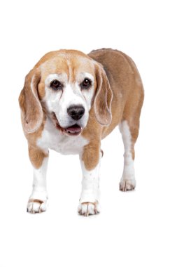 Beagle köpek