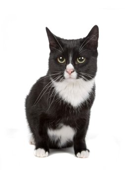 Siyah beyaz kedi