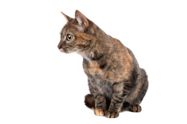 Avrupa kısa tüylü kedi