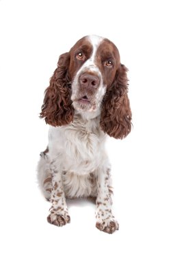 Springer spaniel