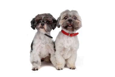 shih tzu alkol