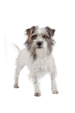 karışık cins köpek