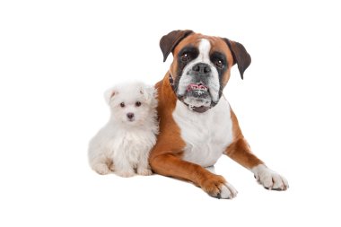iki köpek Studio poz