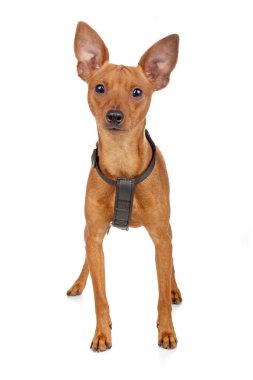 Minyatür pinscher.