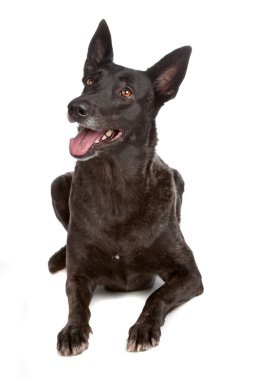 sevimli köpek Studio poz