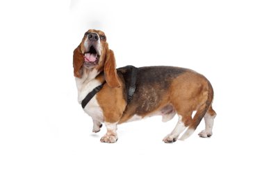 Basset hound