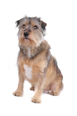 karışık cins köpek