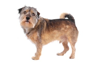 karışık cins köpek