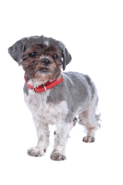 Shih tzu köpek
