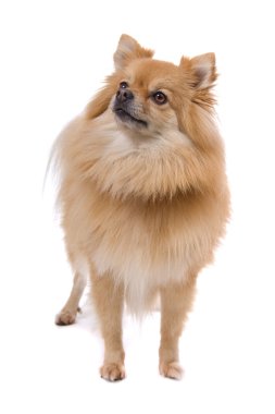 Pomeranian, keeshond
