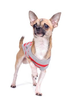 giyinik chihuahua
