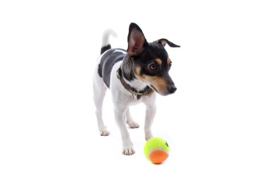 Jack russel Terrier tenis topu ile