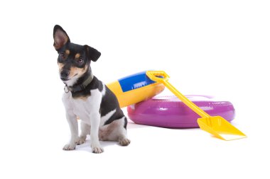 Jack russel Terrier beach nesnelerle