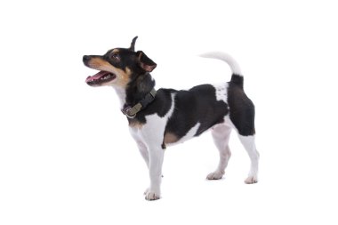 Jack Russel Terrier köpeği.